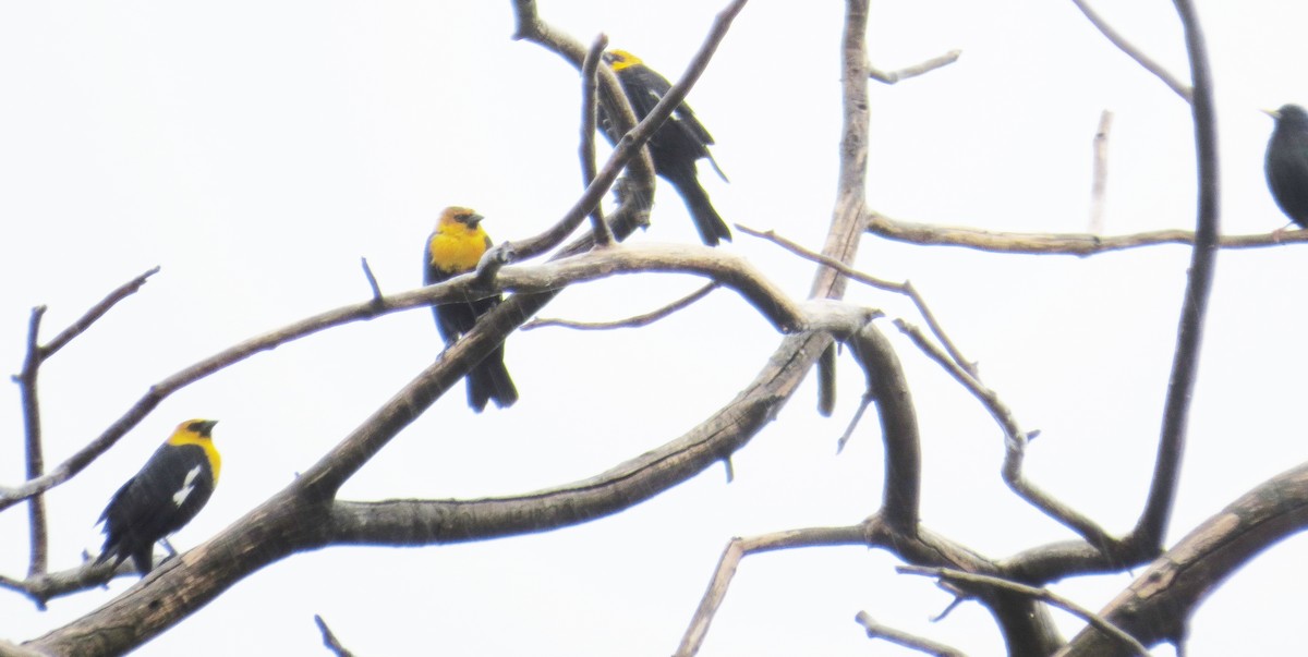 Yellow-headed Blackbird - ML643784503