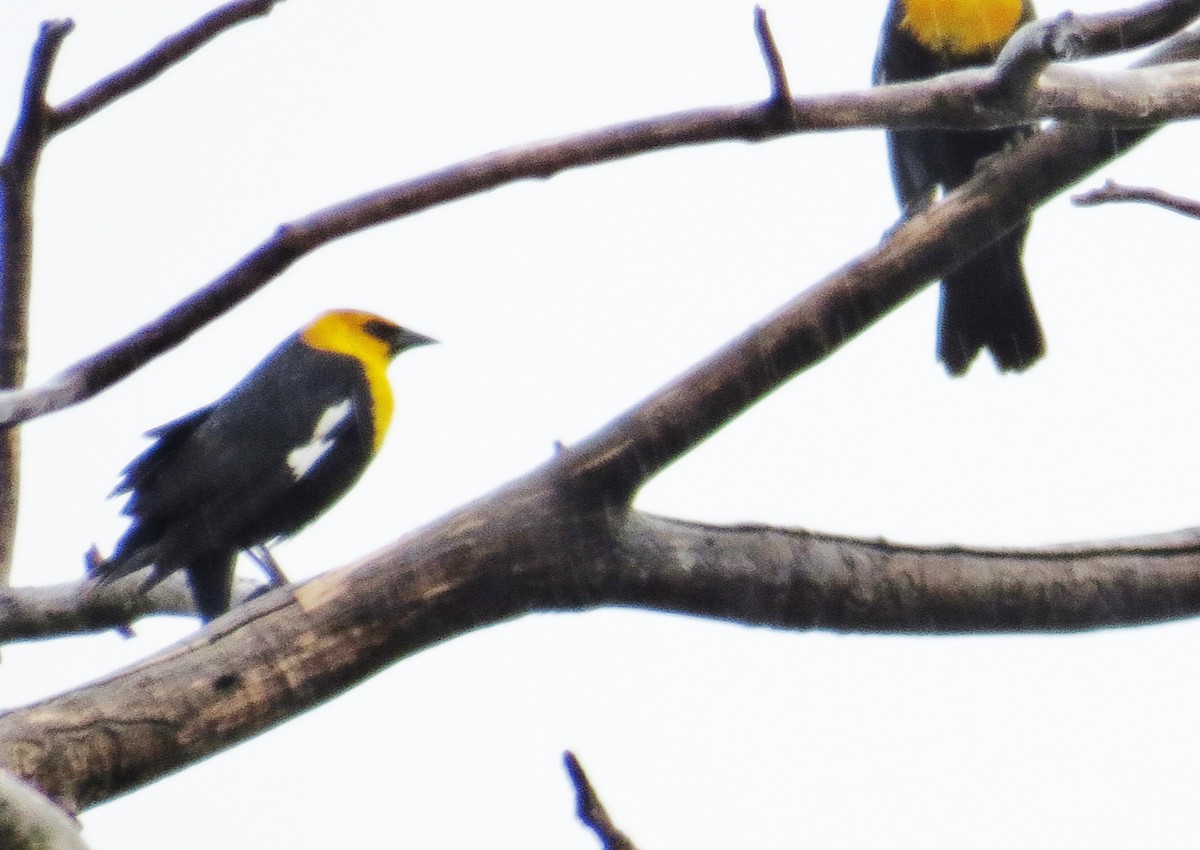 Yellow-headed Blackbird - ML643784515
