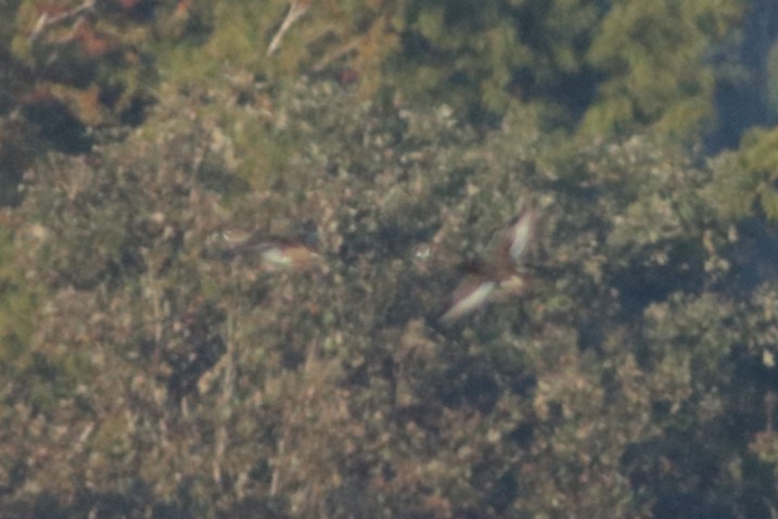 Ring-necked Duck - ML643784530