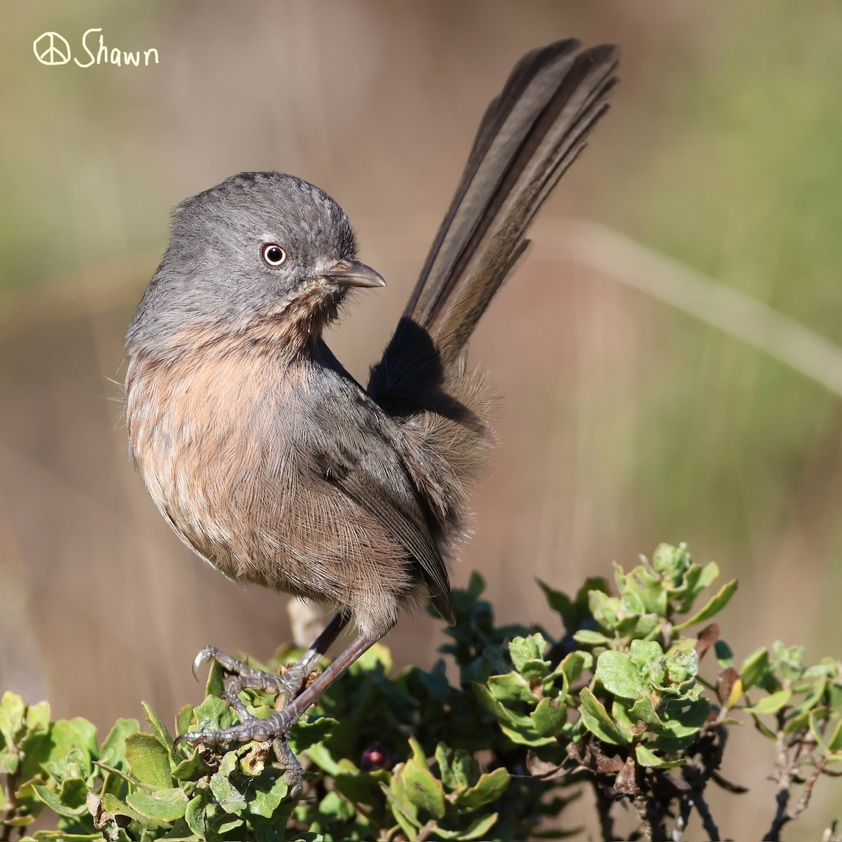 Wrentit - ML643784537