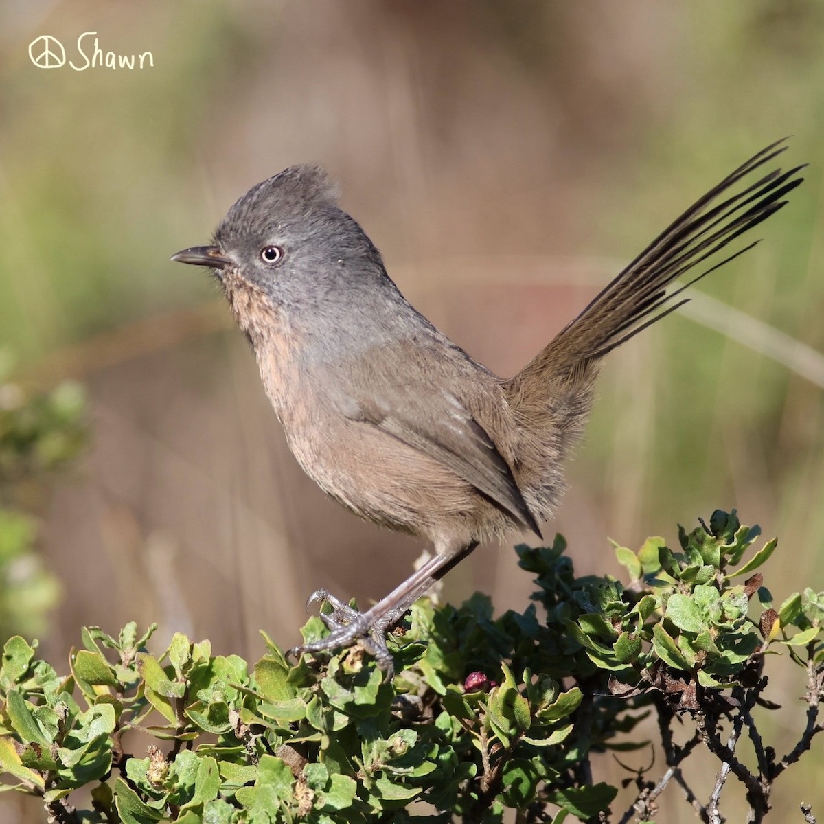 Wrentit - ML643784538