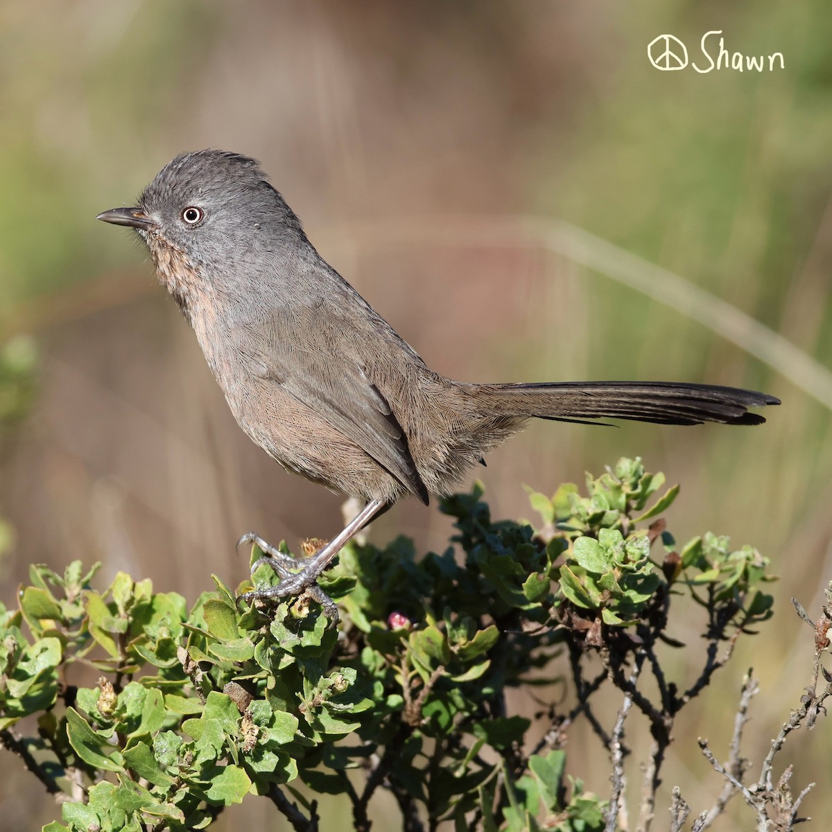 Wrentit - ML643784539