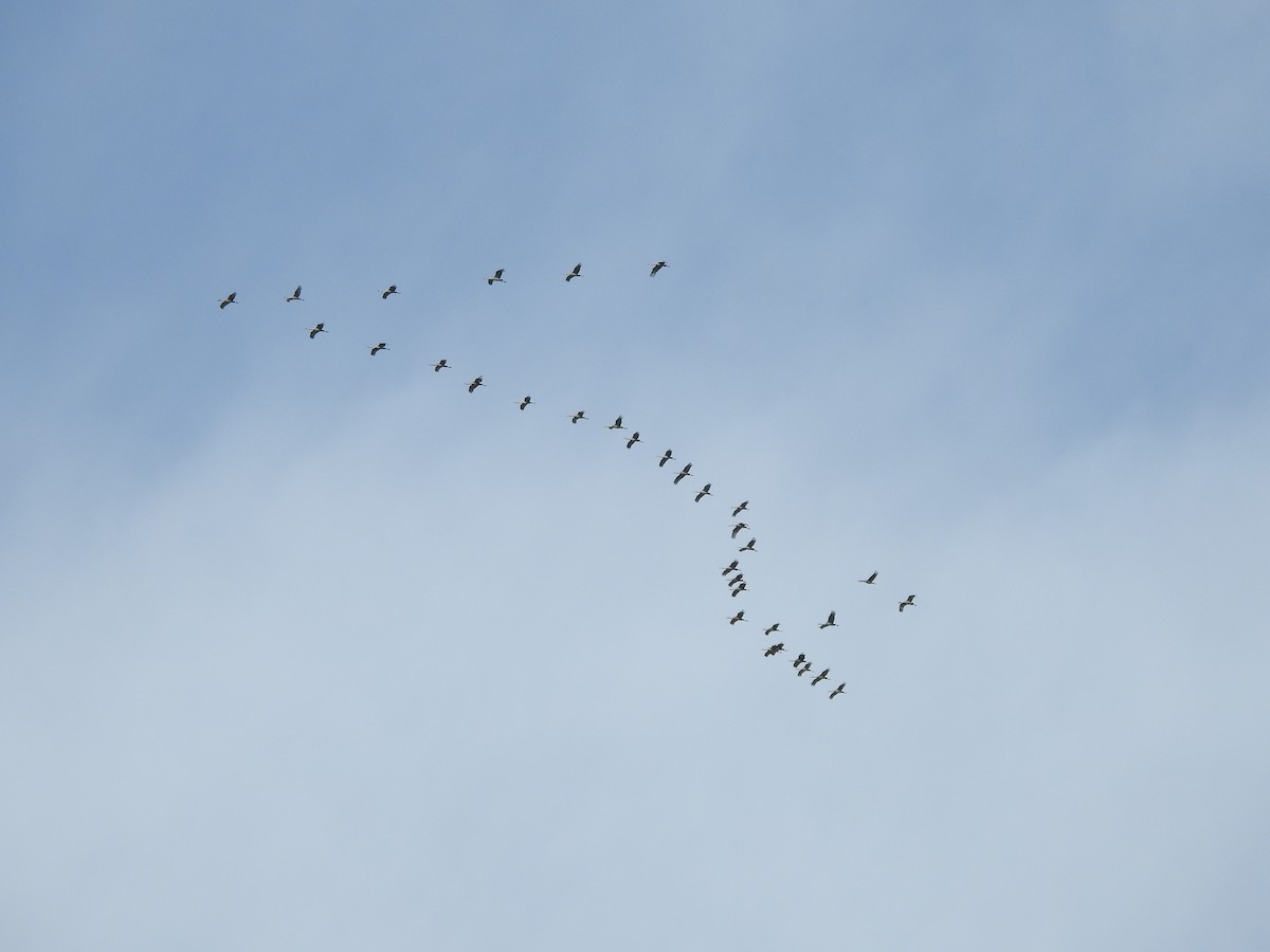 Sandhill Crane - ML643784540