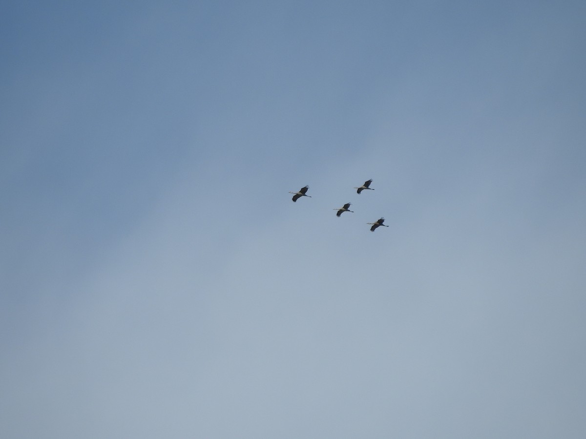 Sandhill Crane - ML643784542