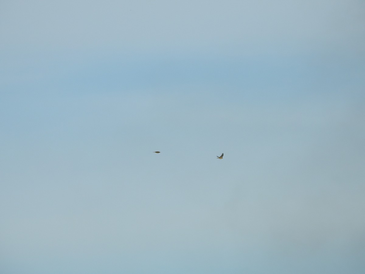 Horned Lark - ML643784552