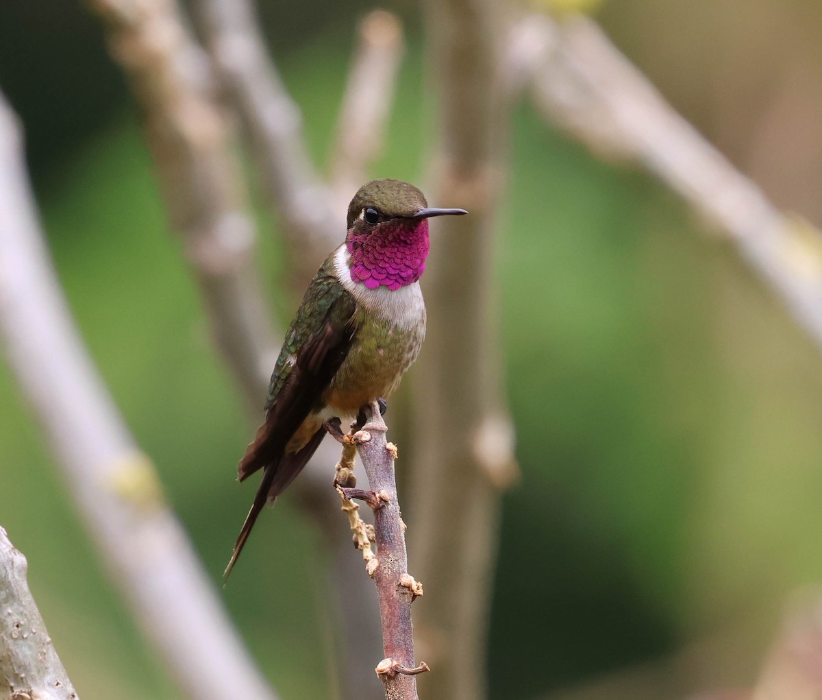 Magenta-throated Woodstar - ML643784553