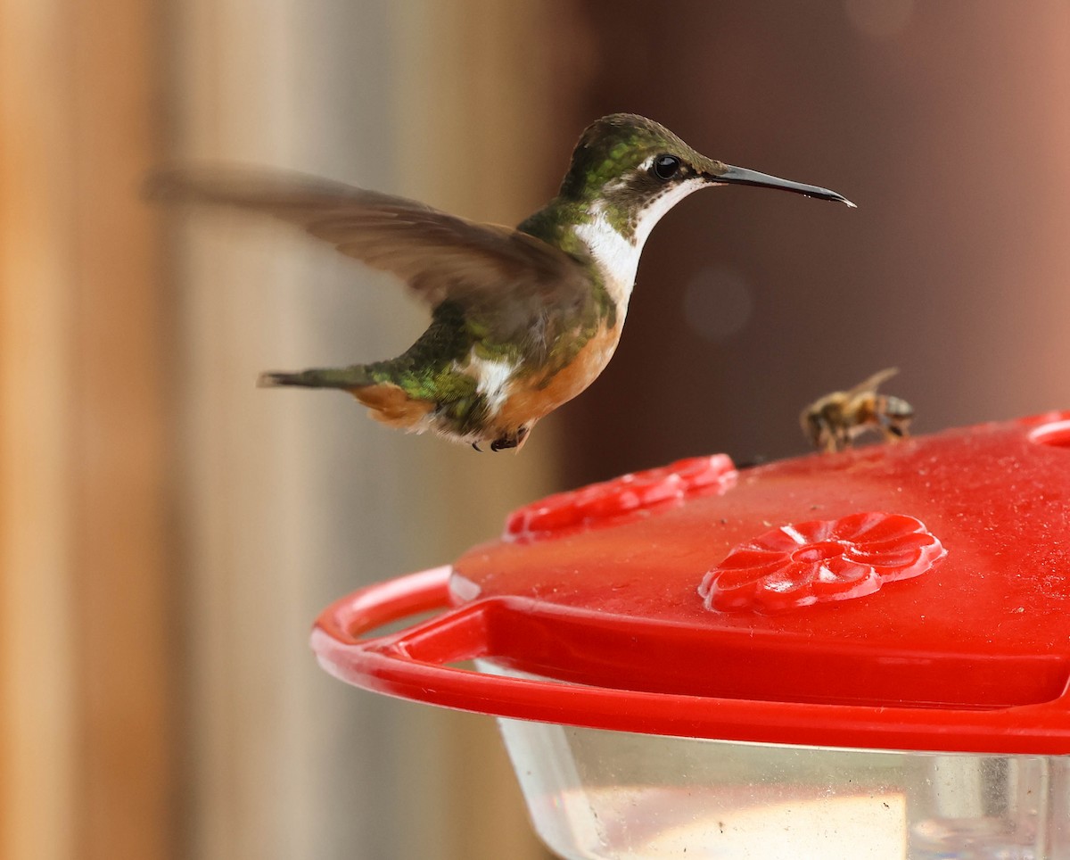 Magenta-throated Woodstar - ML643784554