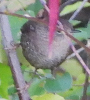 Winter Wren - ML643784561