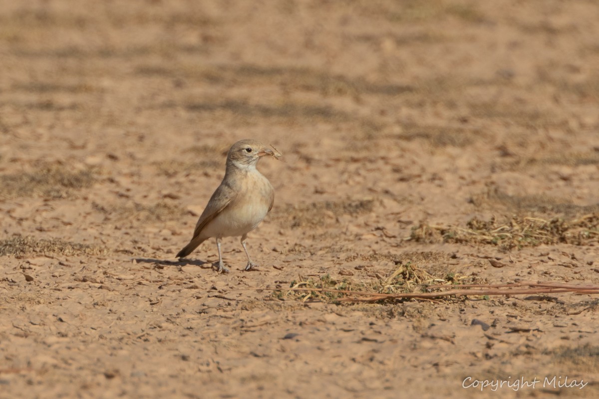 Bar-tailed Lark - ML643784575