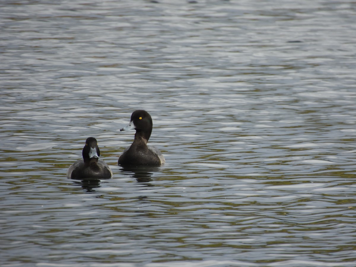 duck sp. - ML643784577
