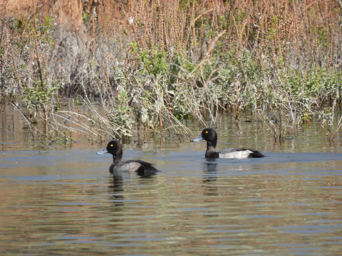 duck sp. - ML643784578