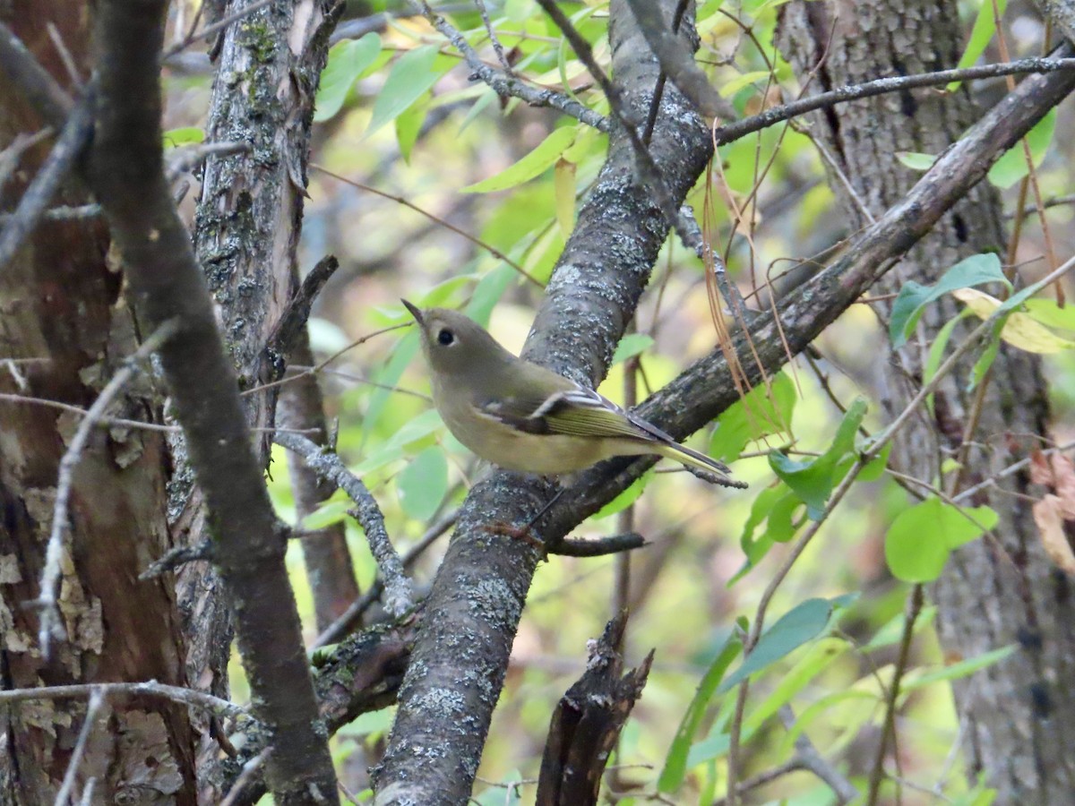 Ruby-crowned Kinglet - ML643784587