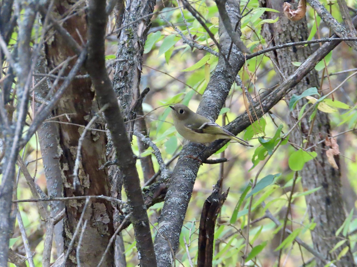Ruby-crowned Kinglet - ML643784589