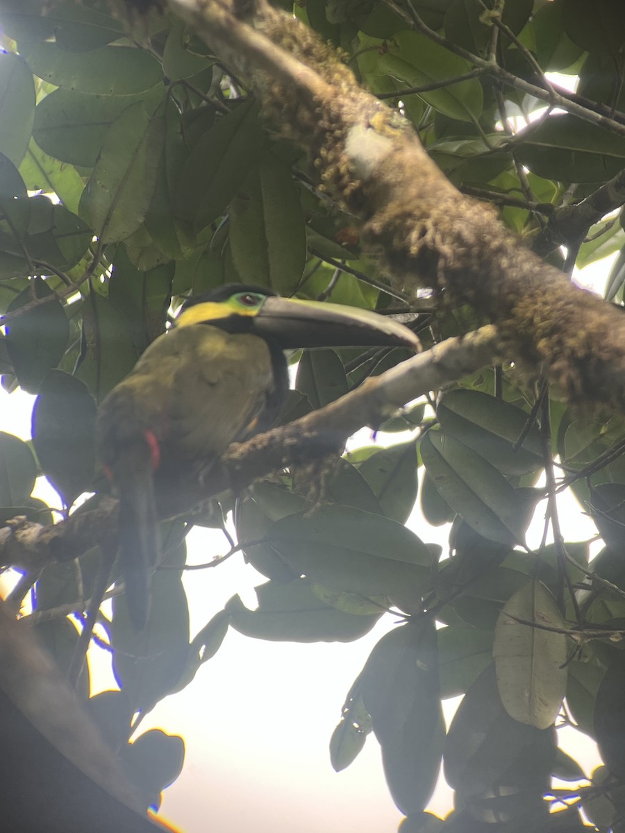 Toucanet à oreilles d'or - ML643784596