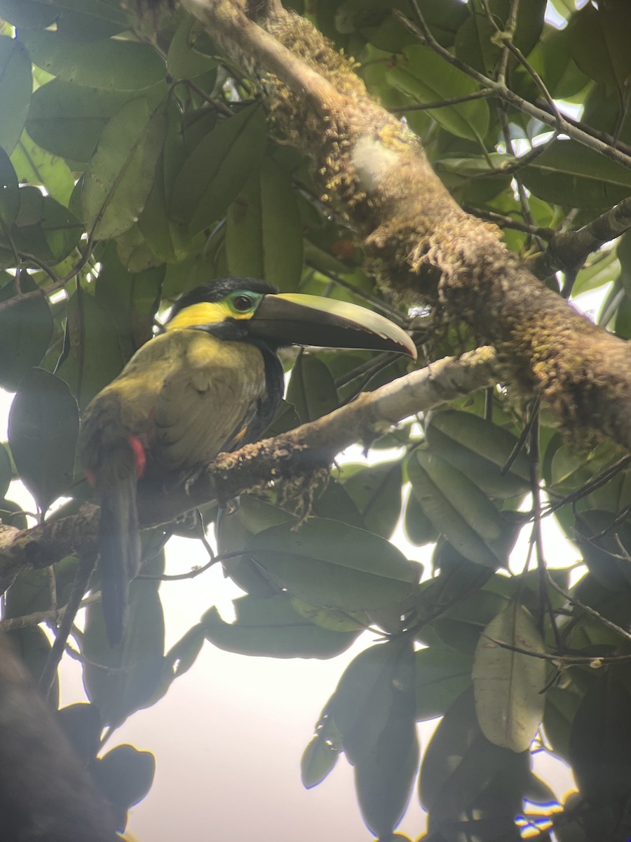 Toucanet à oreilles d'or - ML643784597