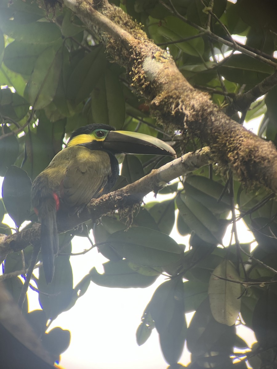 Toucanet à oreilles d'or - ML643784598