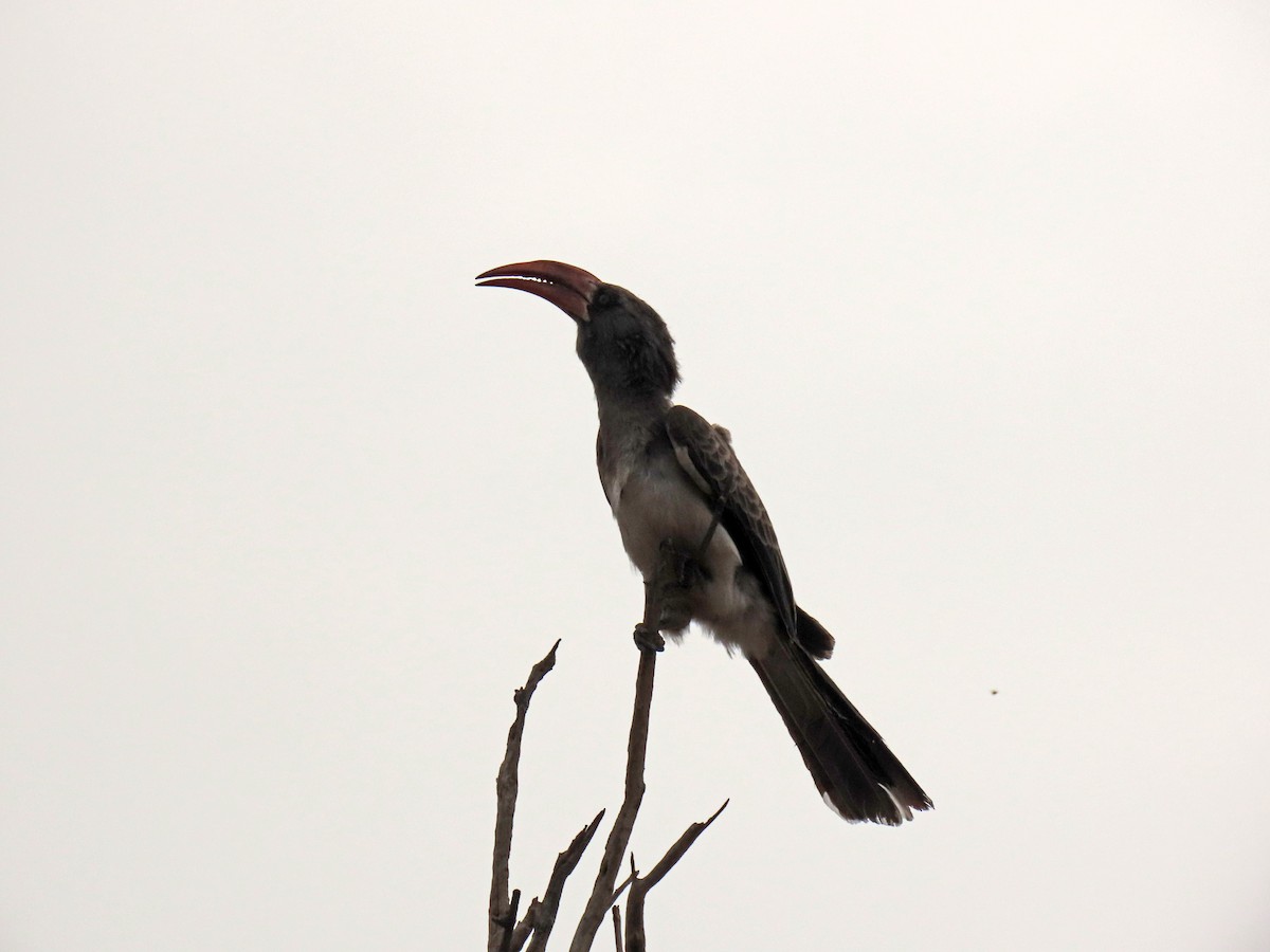 Bradfield's Hornbill - ML643784606