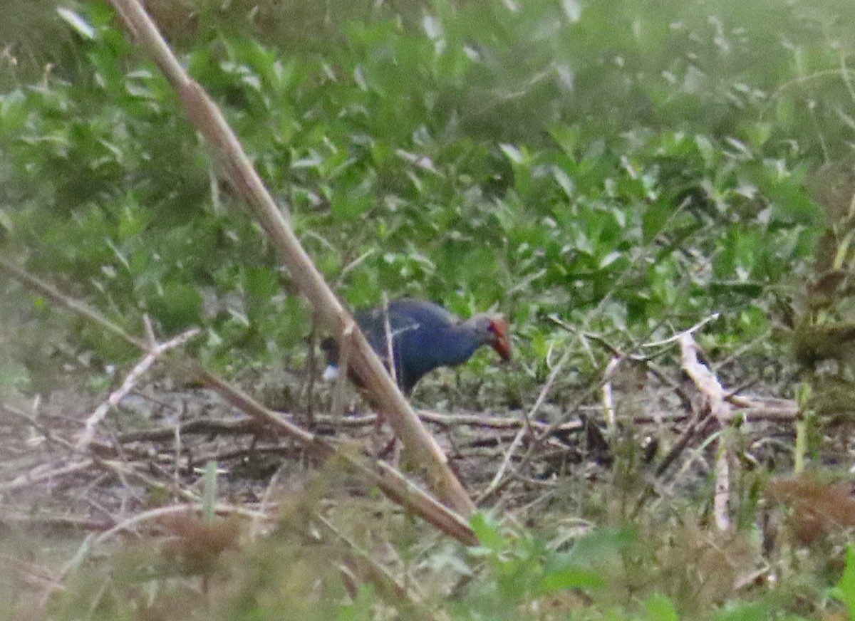 Gray-headed Swamphen - ML643784619