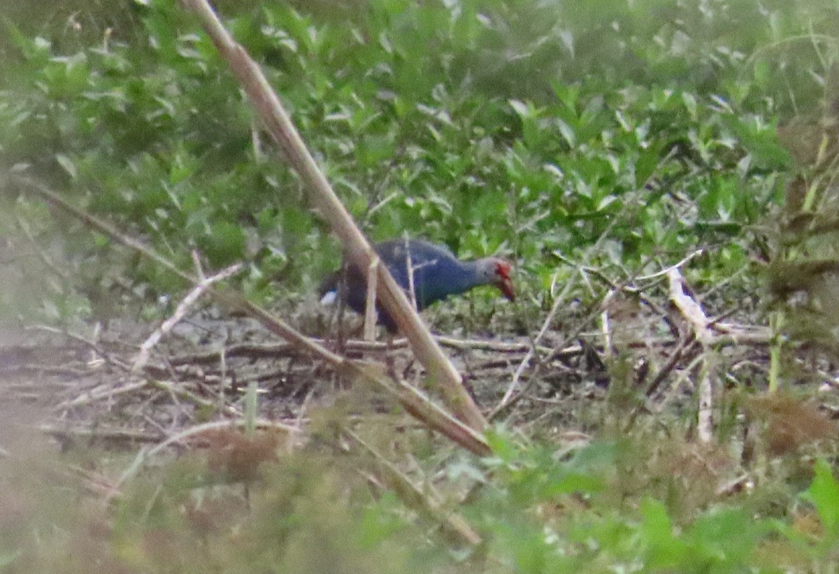Gray-headed Swamphen - ML643784620
