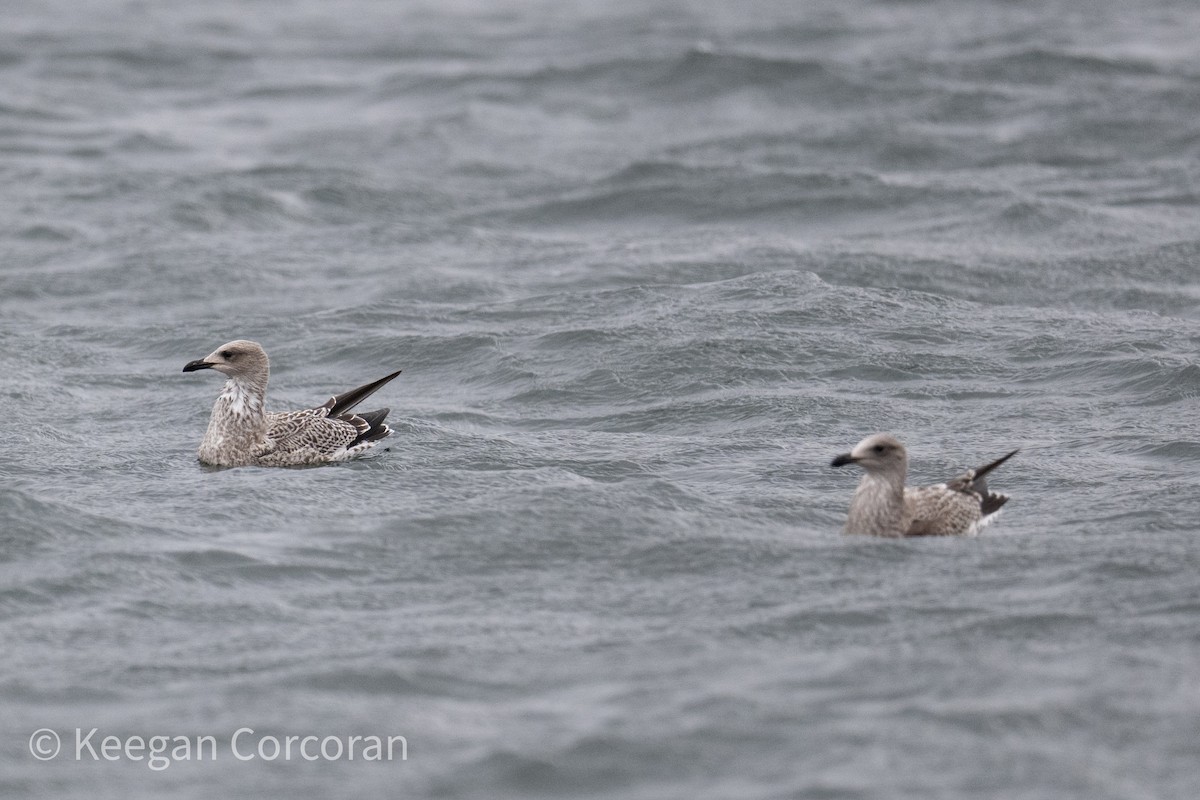 racek žlutonohý - ML643784625