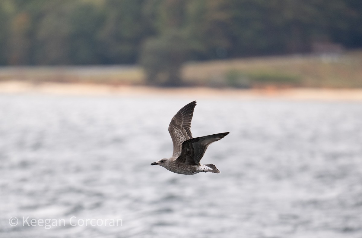 racek žlutonohý - ML643784626