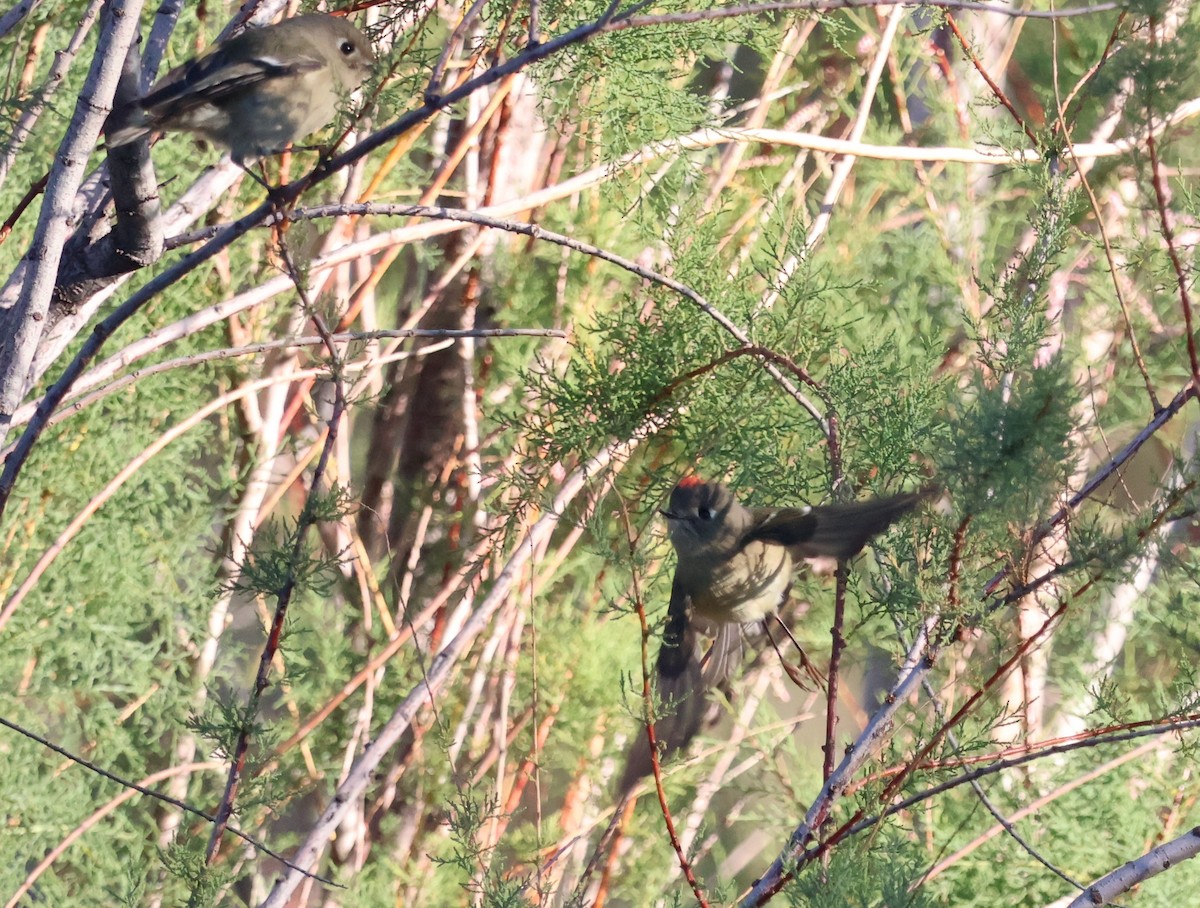 Ruby-crowned Kinglet - ML643784631