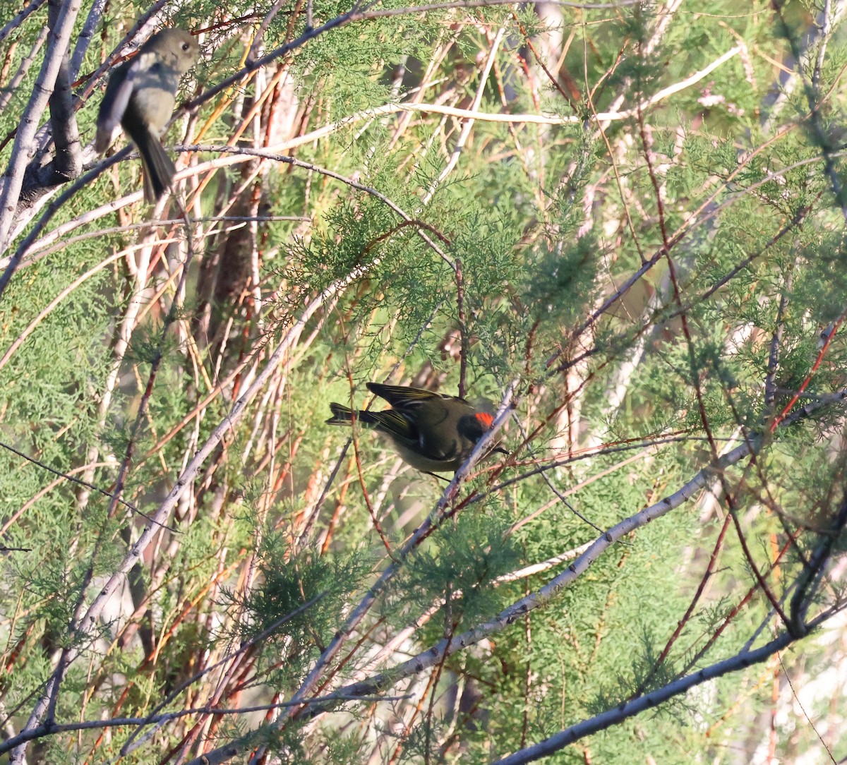 Ruby-crowned Kinglet - ML643784632