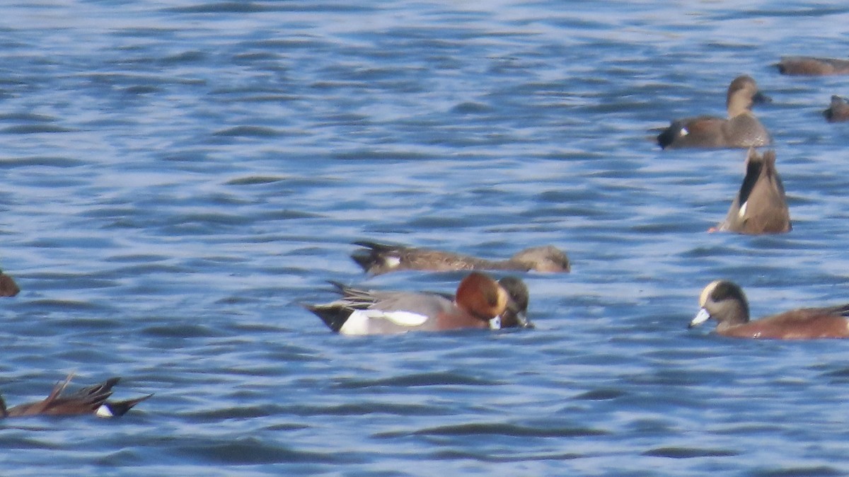 Hybride Canard siffleur x C. d'Amérique - ML643784634
