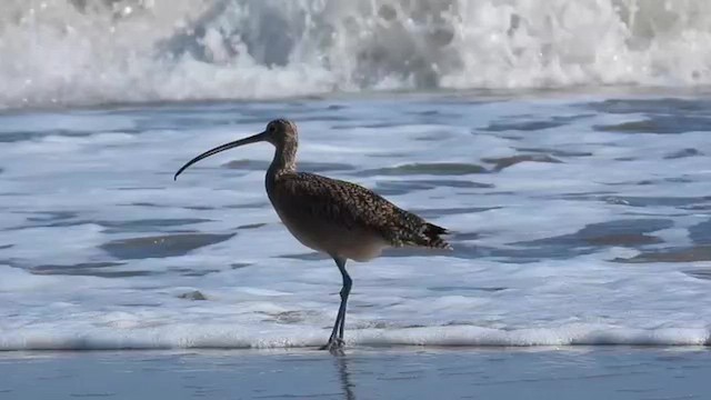 Long-billed Curlew - ML643784654