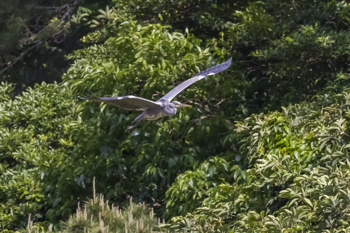 Airone cenerino (cinerea/jouyi) - ML643784658