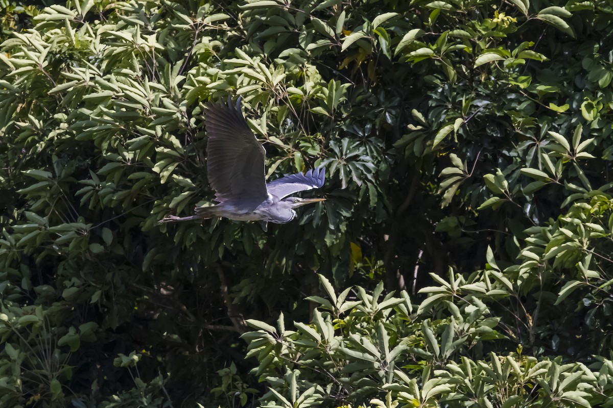 Airone cenerino (cinerea/jouyi) - ML643784659