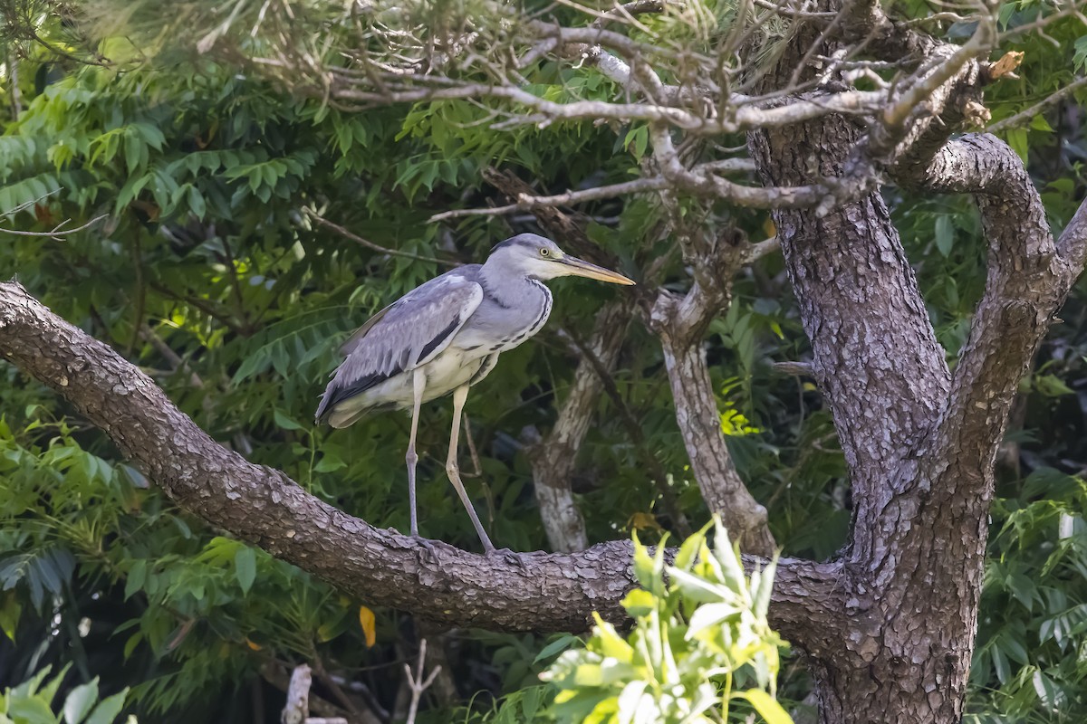 Airone cenerino (cinerea/jouyi) - ML643784660