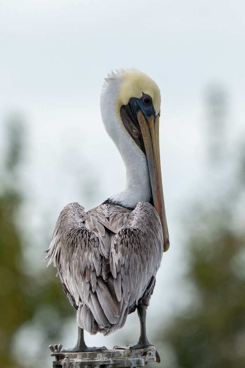 Brown Pelican - ML643784662