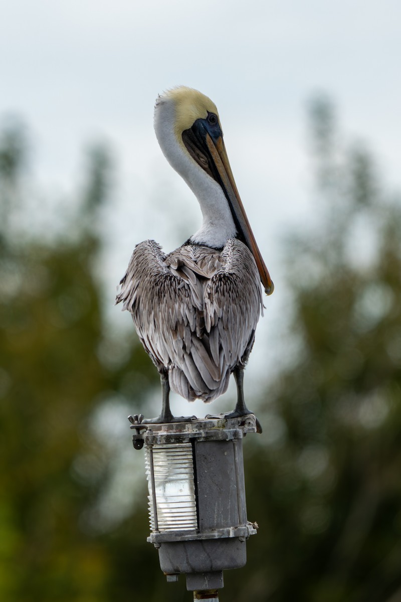 Brown Pelican - ML643784663