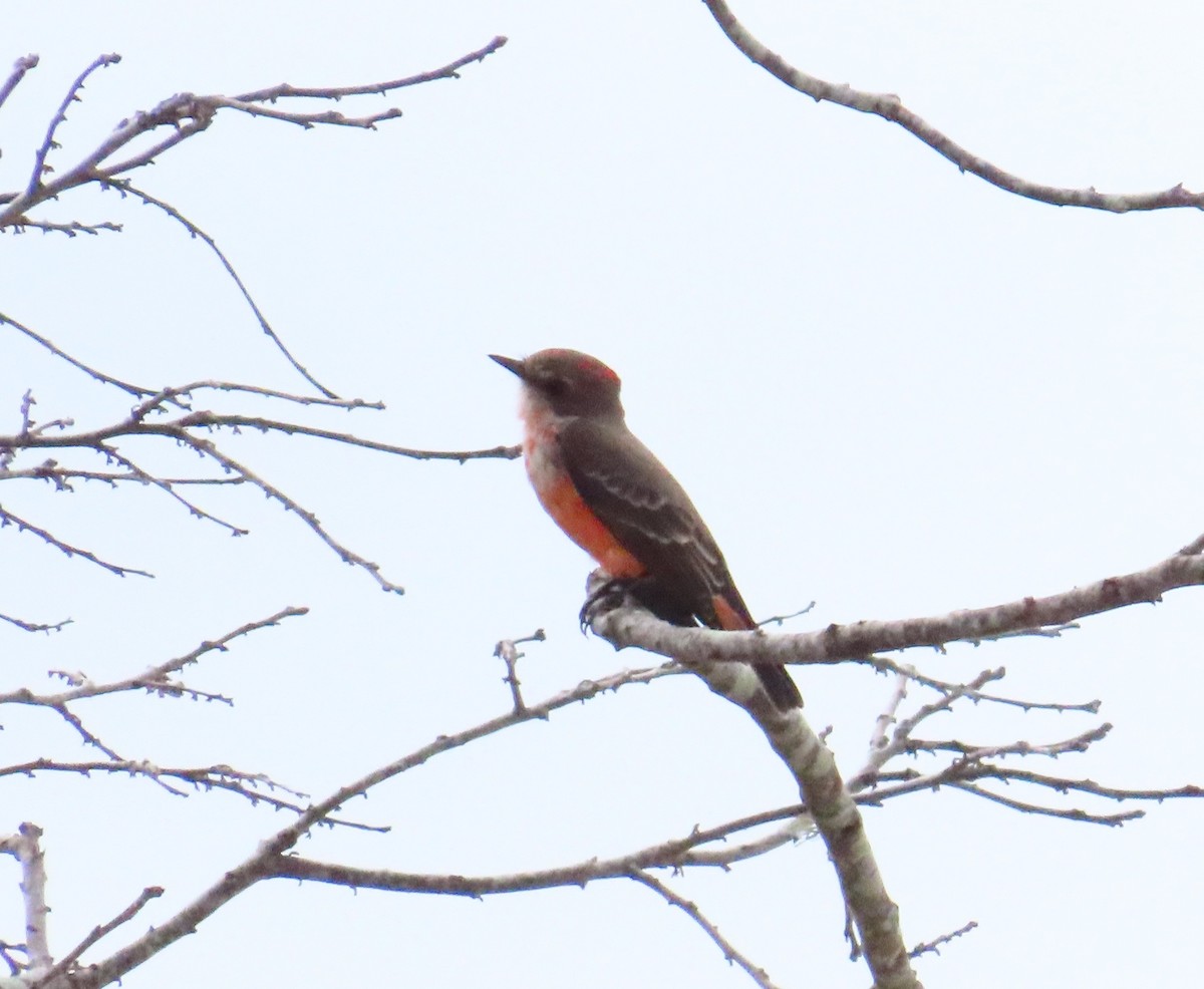 Vermilion Flycatcher - ML643784666