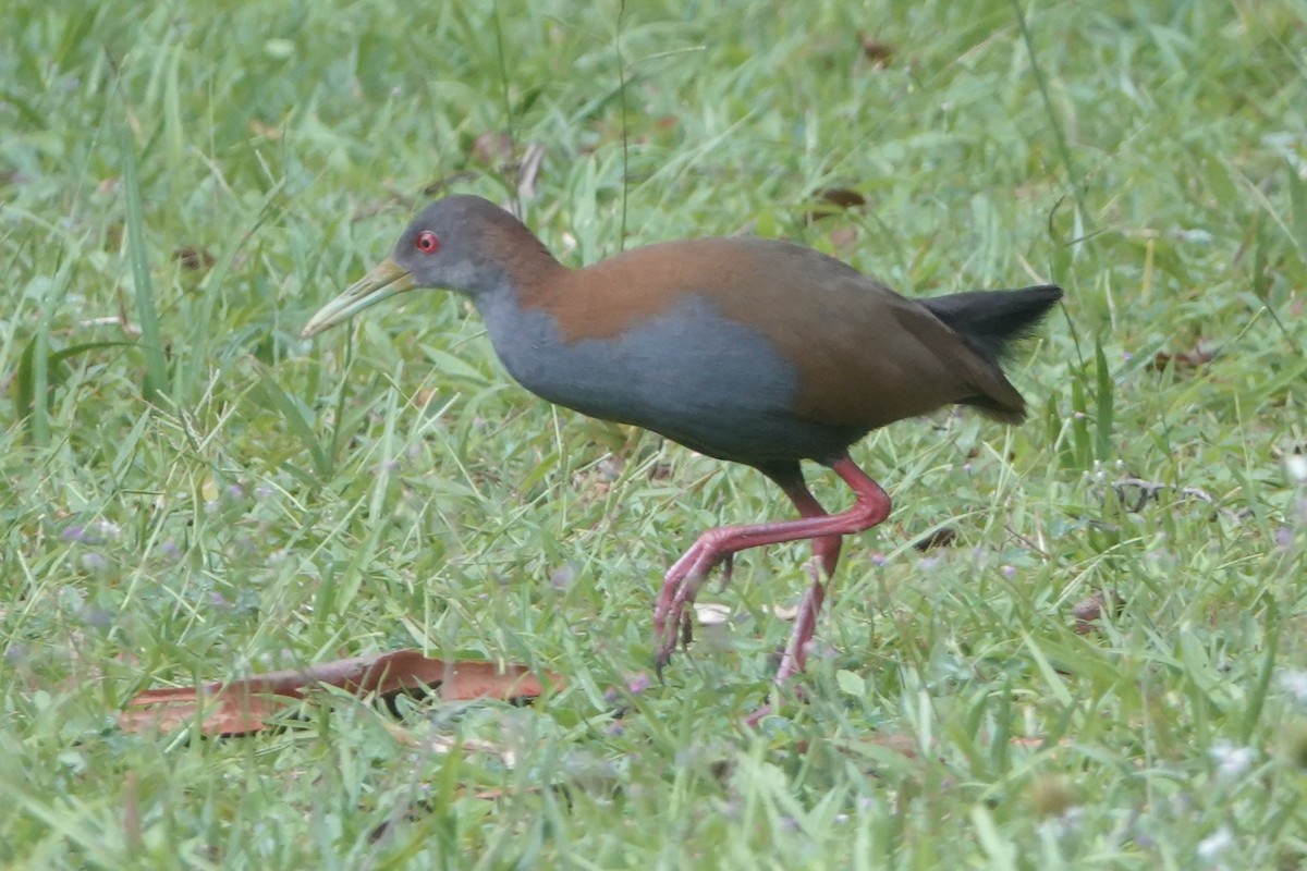 Slaty-breasted Wood-Rail - ML643784671