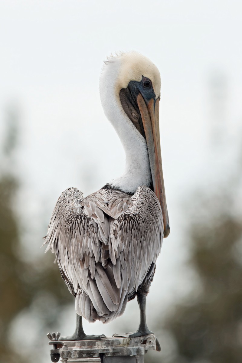 Brown Pelican - ML643784672