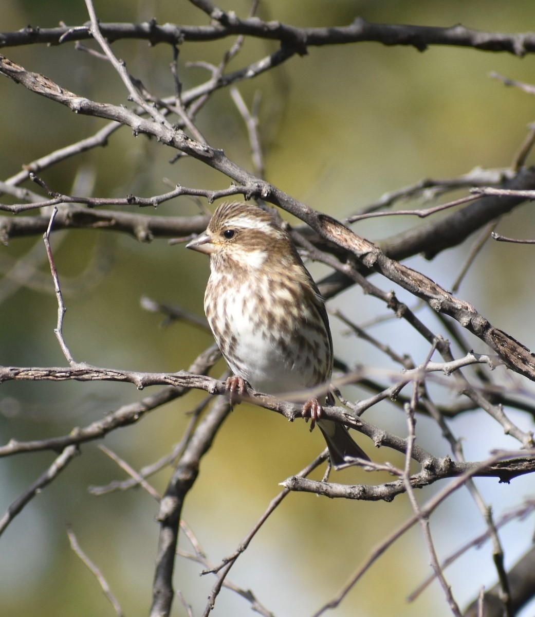 Purple Finch - ML643784674