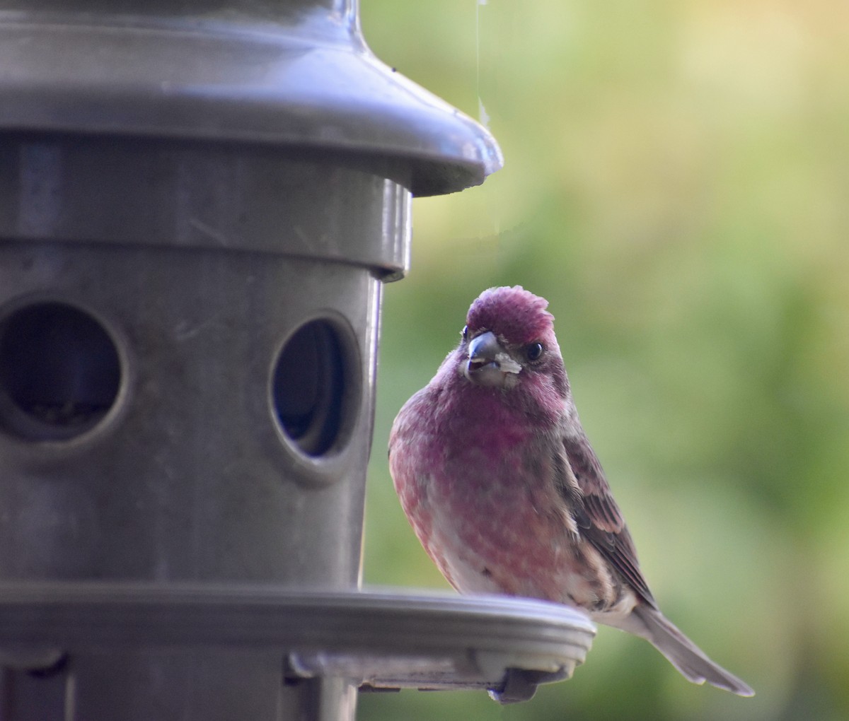 Purple Finch - ML643784675