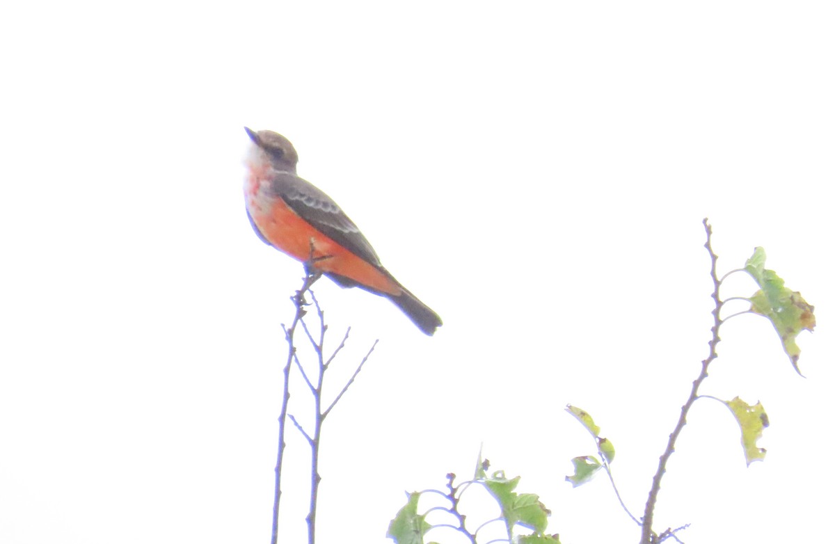 Vermilion Flycatcher - ML643784676