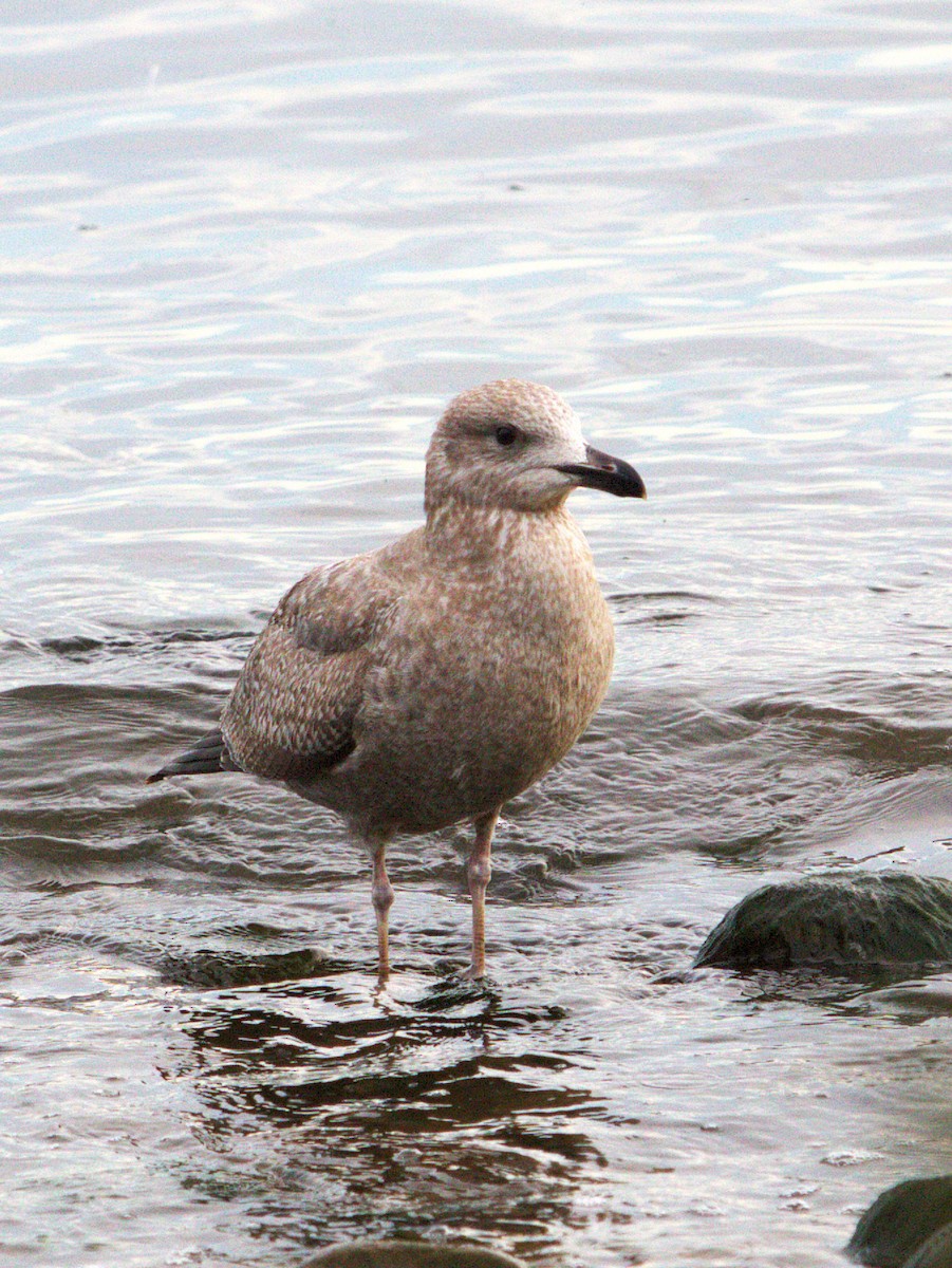 American Herring Gull - ML643784682