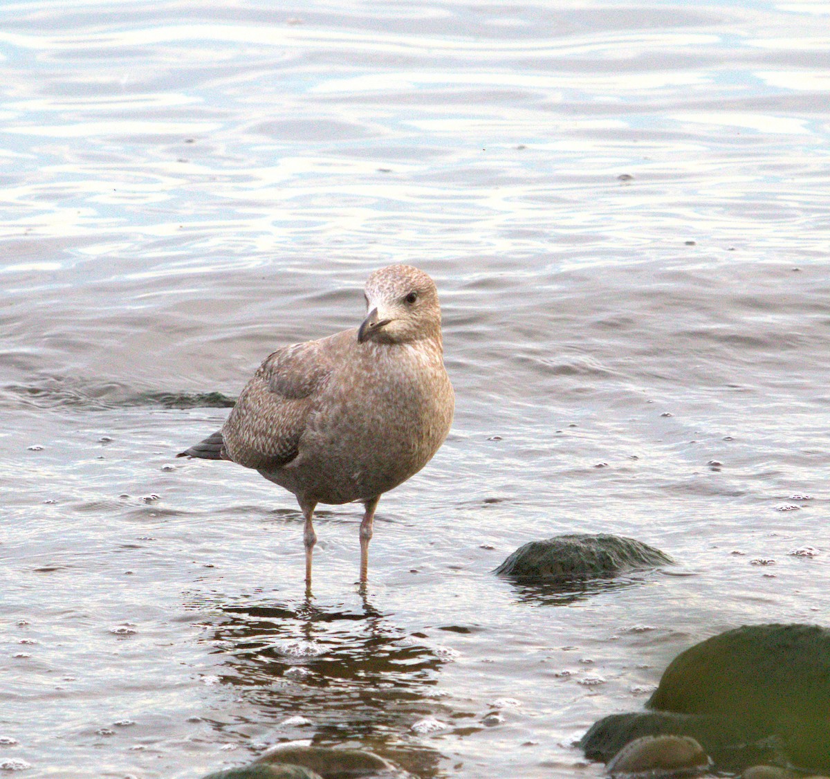 American Herring Gull - ML643784683