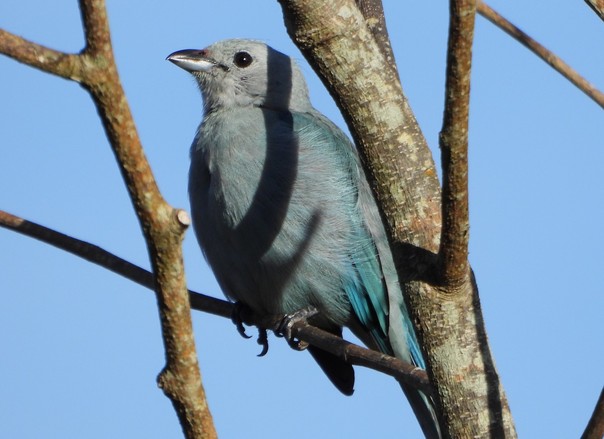 Blue-gray Tanager - Ramon Mena