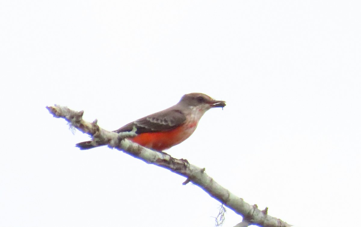 Vermilion Flycatcher - ML643784688