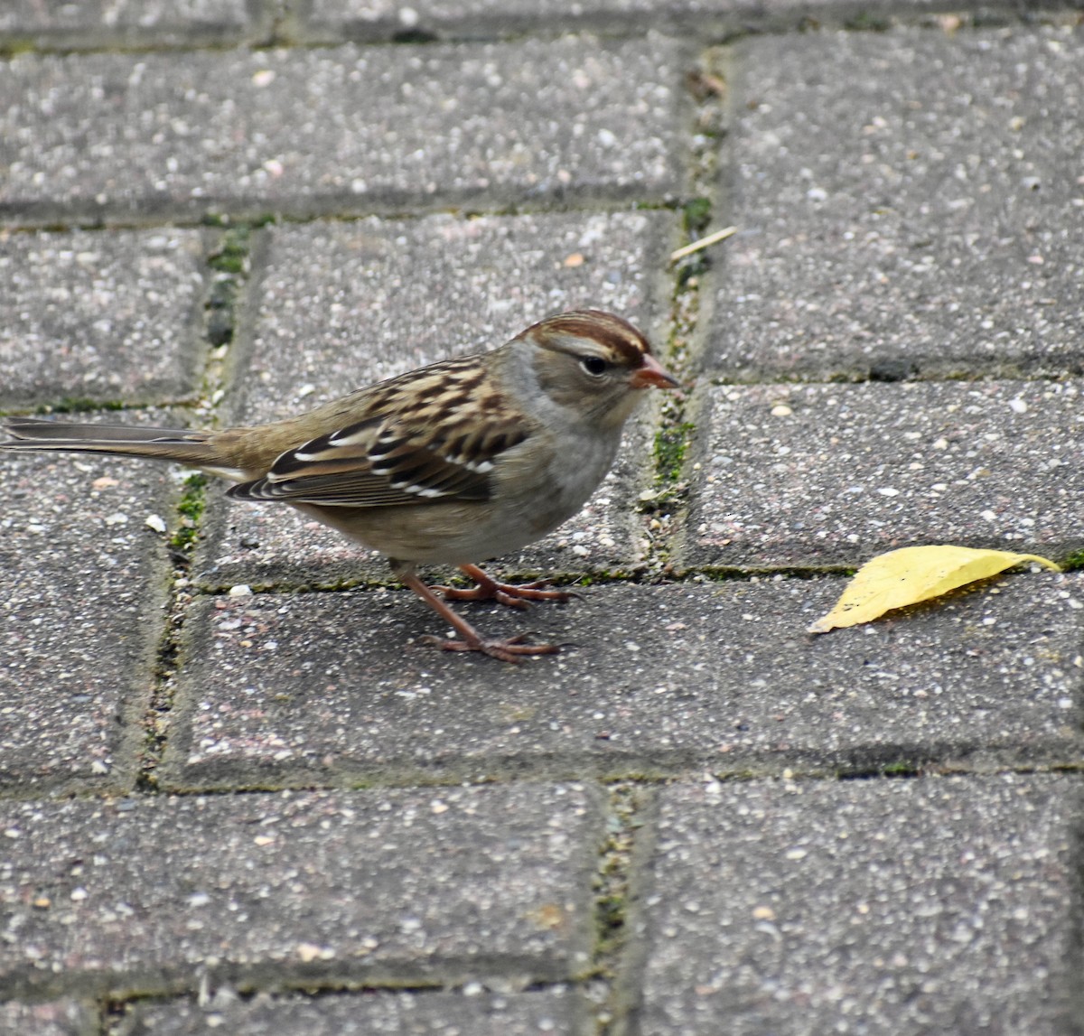 White-crowned Sparrow - ML643784698