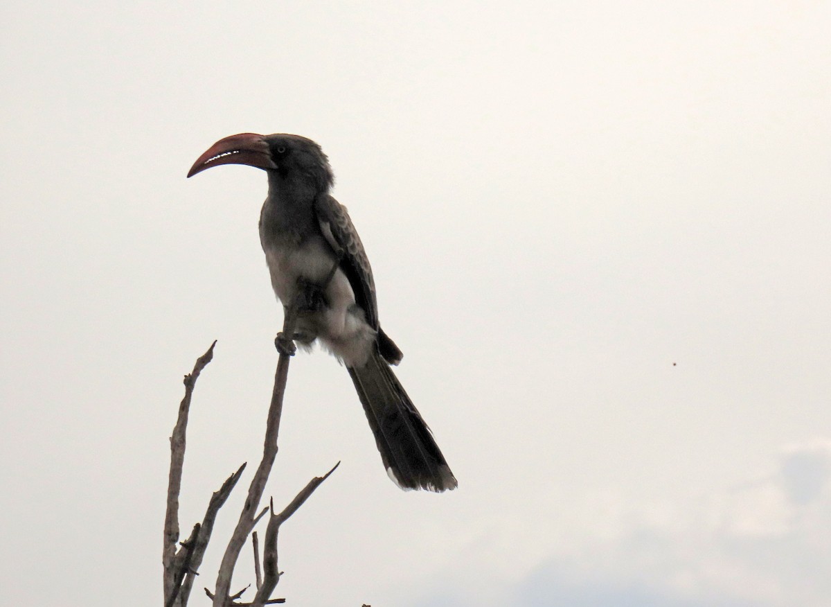 Bradfield's Hornbill - ML643784701