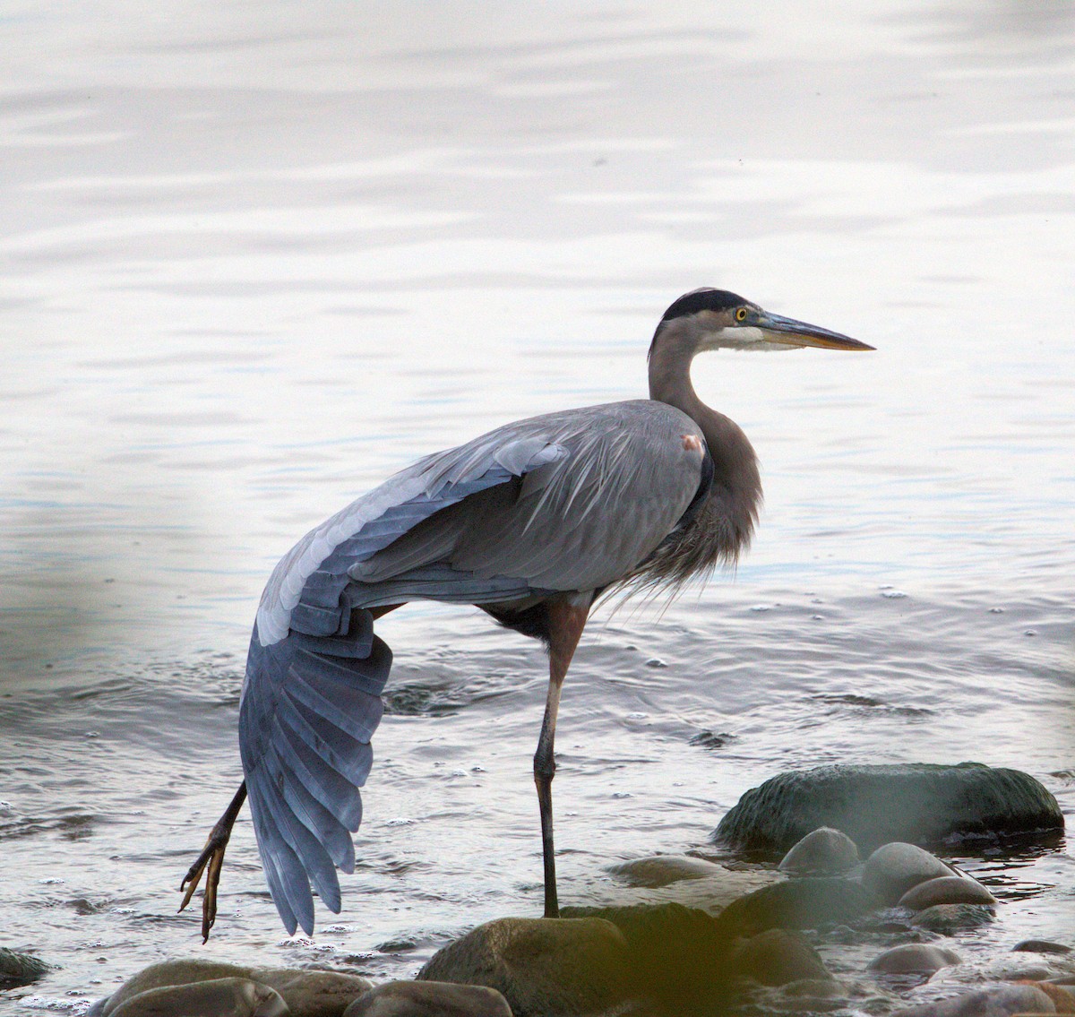 Great Blue Heron - ML643784702
