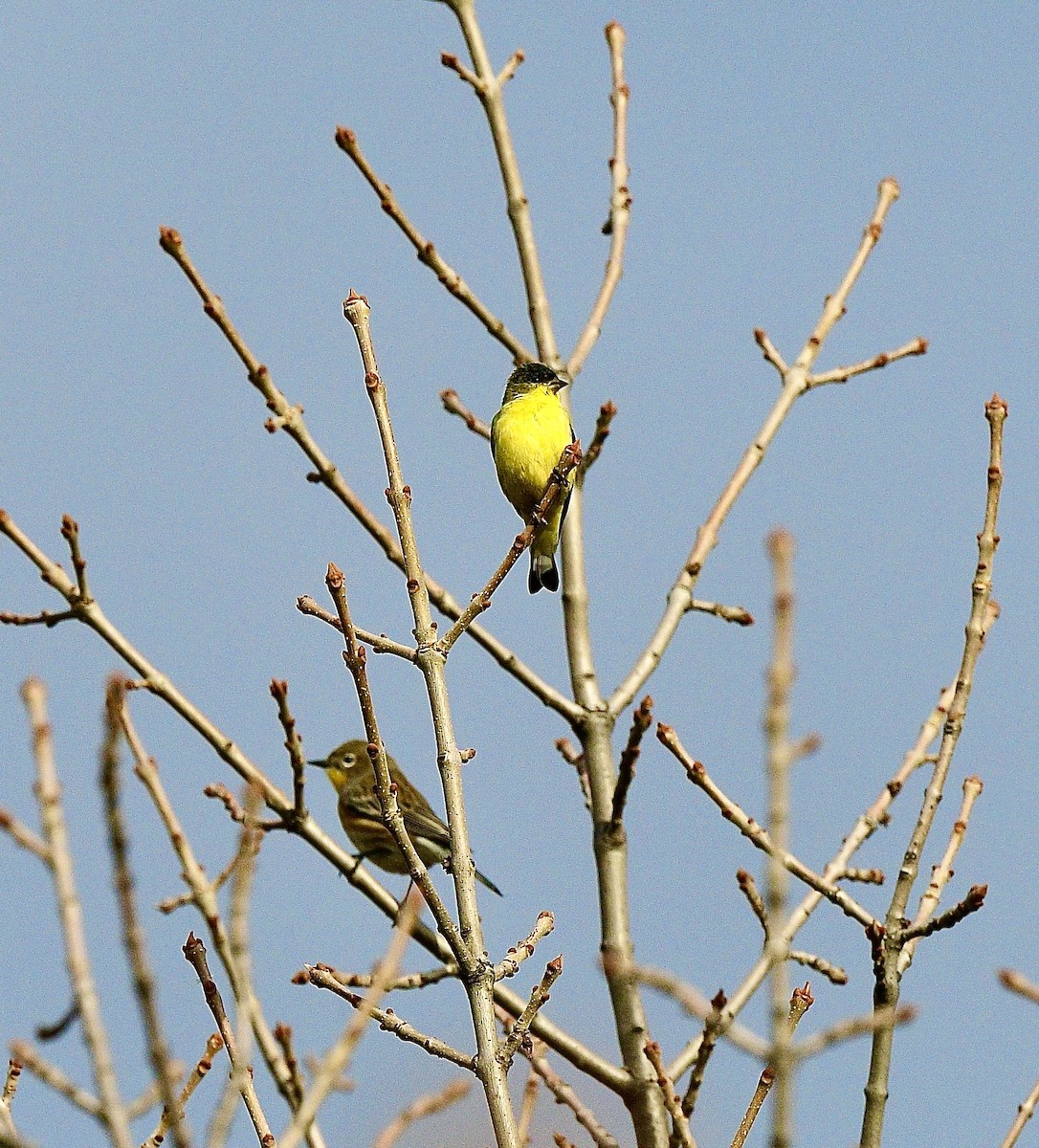 ヒメキンヒワ - ML643784711
