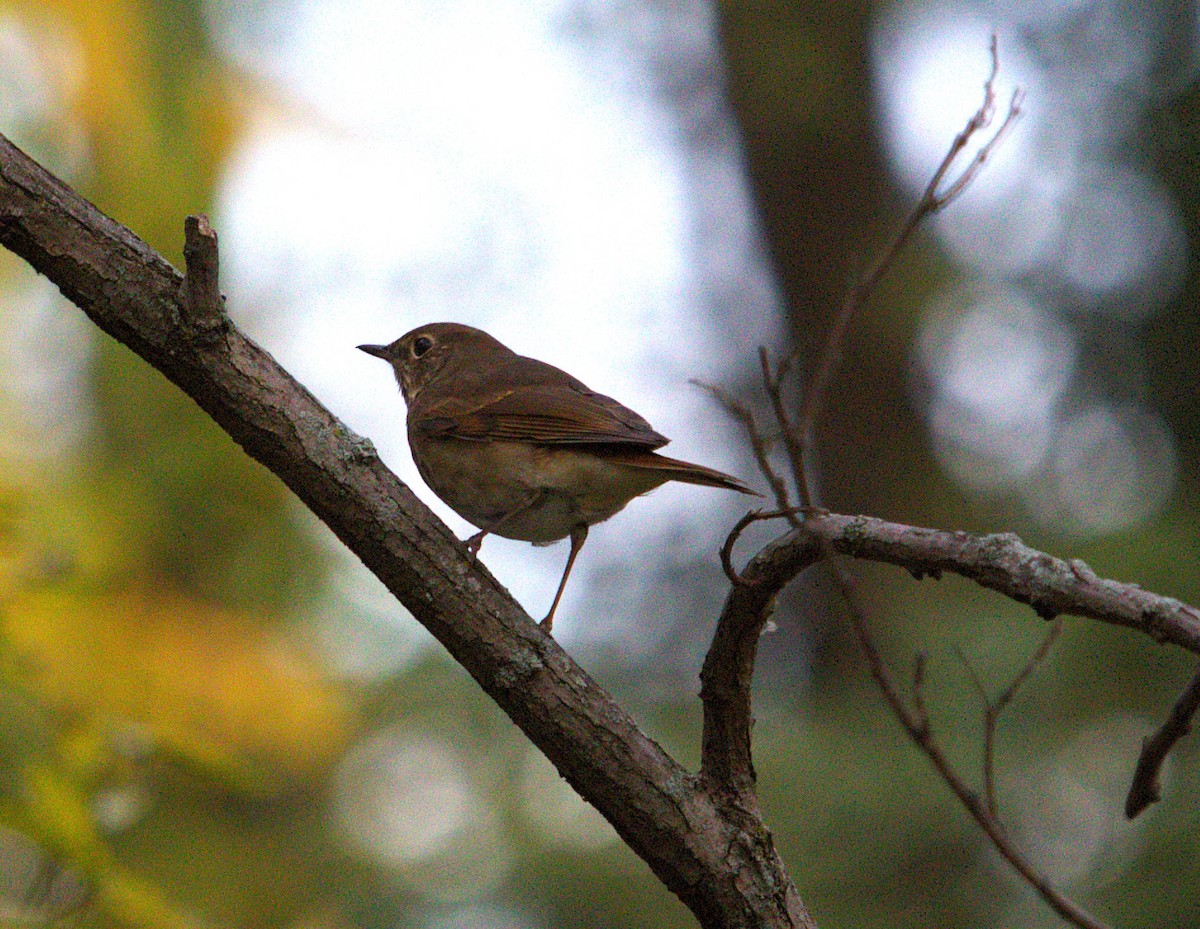 Hermit Thrush - ML643784716