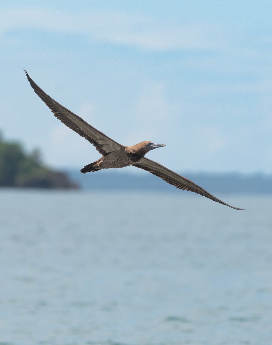 Brown Booby - ML643784722